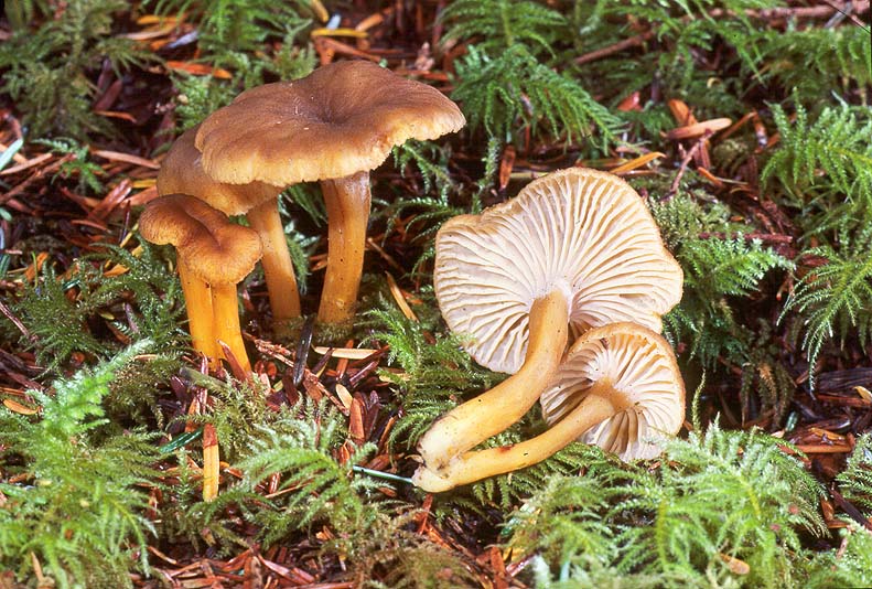 Craterellus tubaeformis
